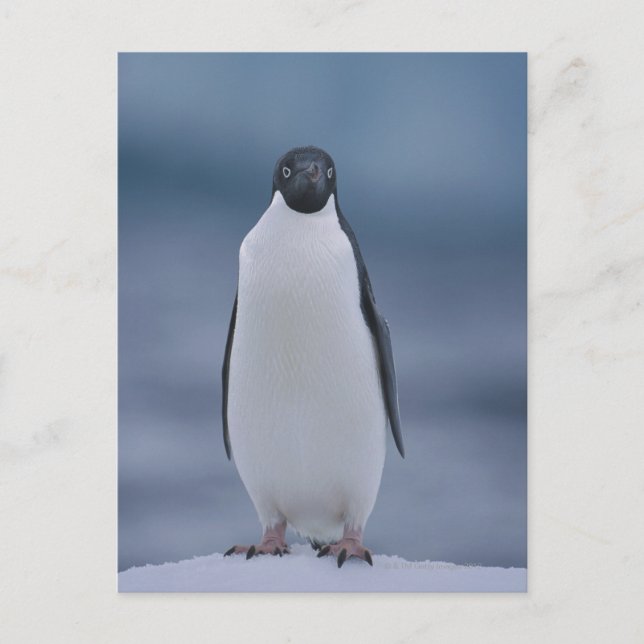 Postal Adelie Penguin sobre hielo (Anverso)