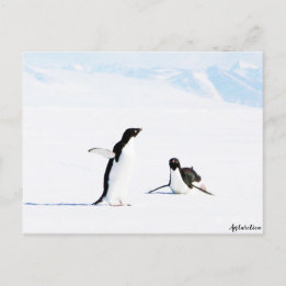 Postal Adelie Penguin y Amigo