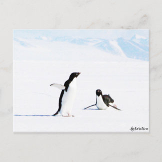 Postal Adelie Penguin y Amigo
