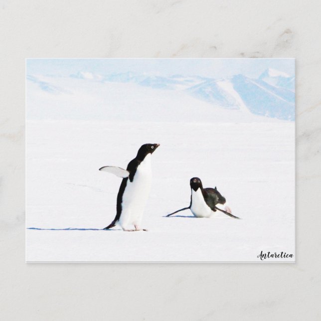 Postal Adelie Penguin y Amigo (Anverso)