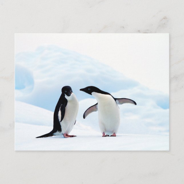 Postal Adelie Penguins (Anverso)