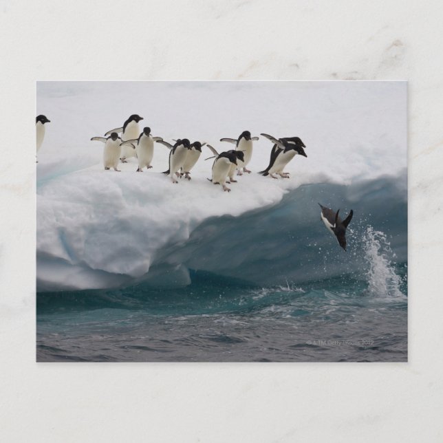 Postal Adelie Penguins buceando en el mar Paulette (Anverso)