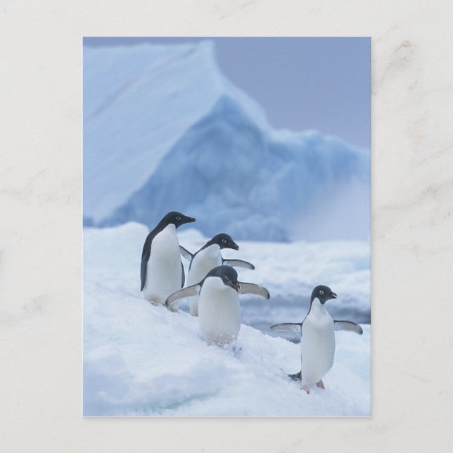 Postal Adelie Penguins (Pygoscelis adeliae) sobre hielo, (Anverso)