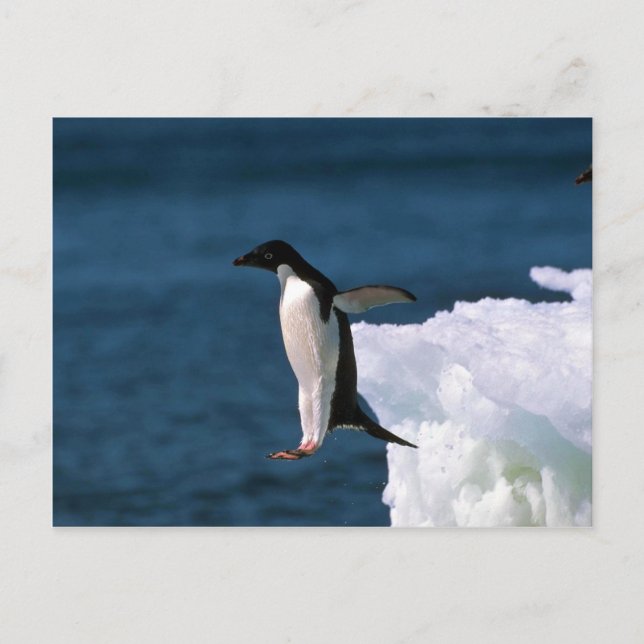 Postal Adelie Penguins Saltando De Un Iceberg (Anverso)
