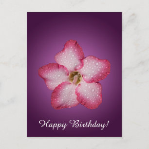 Postal Adenium Flor de Pink Flora Gradiente Violeta