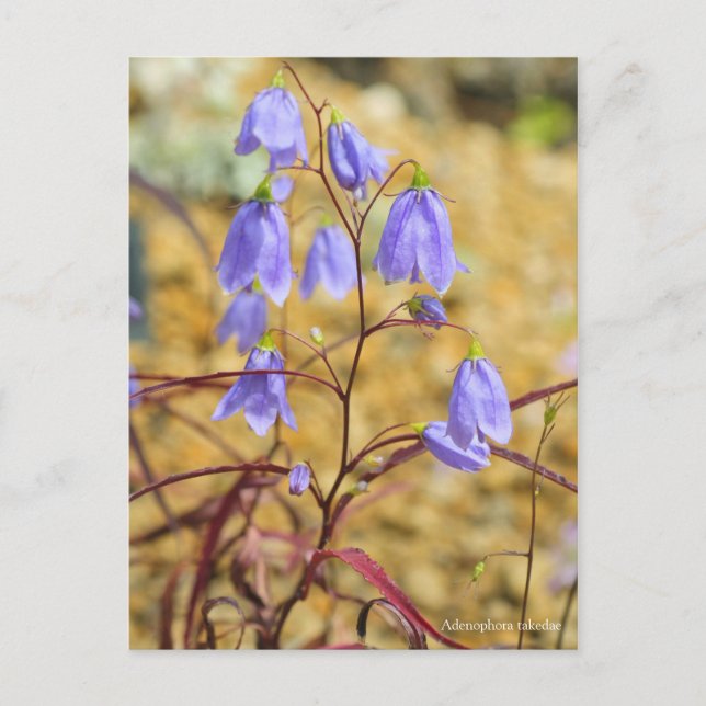 Postal Adenophora takae [Postcard] ポ ス カ ド (Anverso)