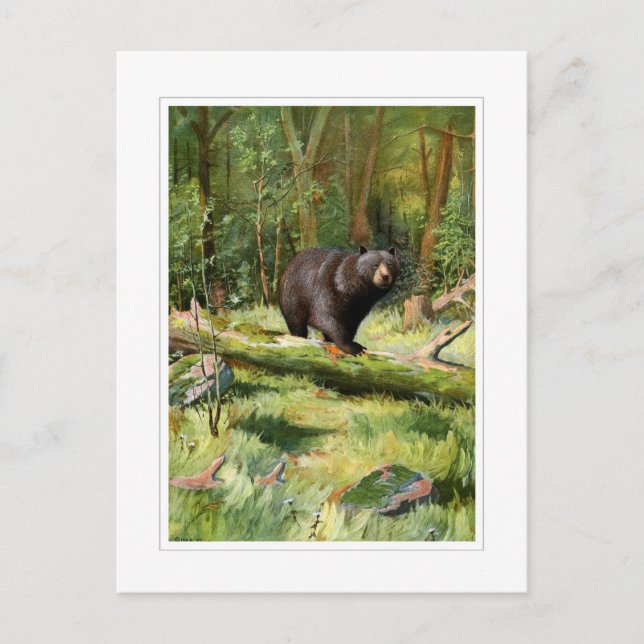 Postal Adirondack Black Bear (Anverso)