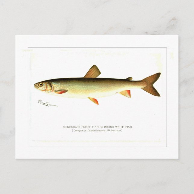 Postal Adirondack Frost Fish (Anverso)