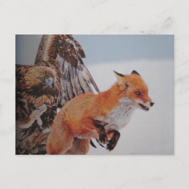 Postal Adler-Fuchs-Kampf-Postkarte (Anverso)