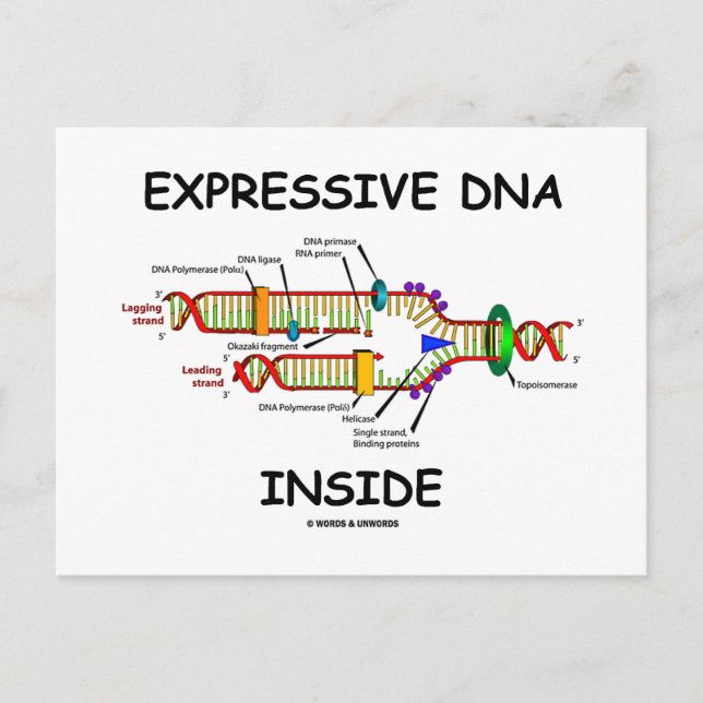 Postal ADN expresivo interno (replicación del ADN) (Anverso)