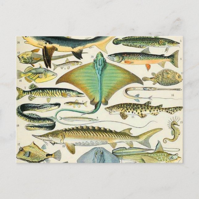 Postal Adolphe Millot B (Anverso)