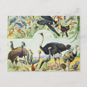 Postal Adolphe Millot birds D