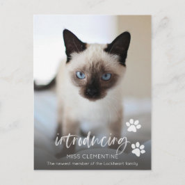 Postal Adopción de gatos o gatitos, presentación de nueva