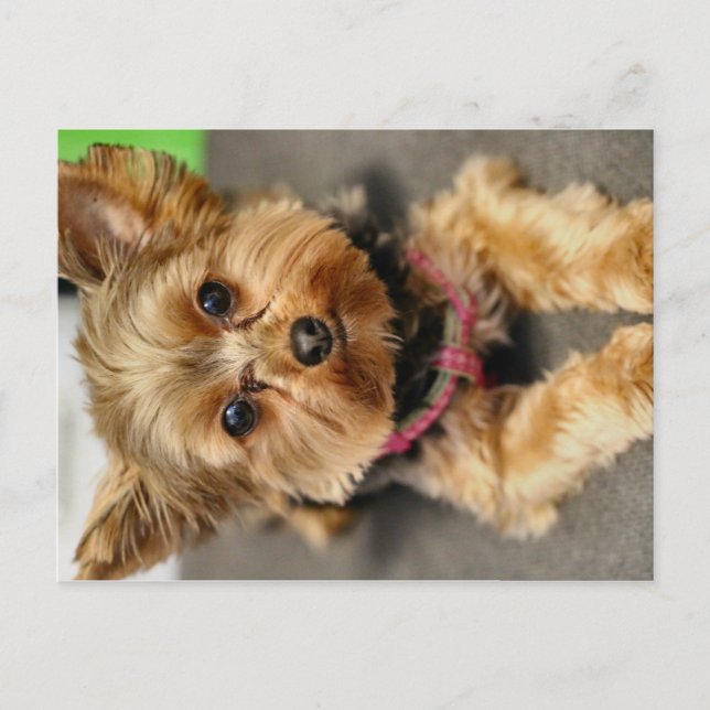 Postal Adorable (Anverso)
