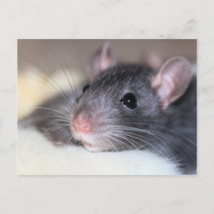 Postal Adorable