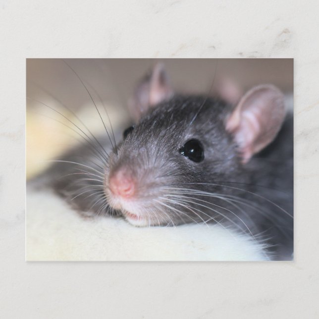 Postal Adorable (Anverso)