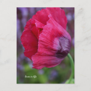 Postal Adorable amapola rosa y morada