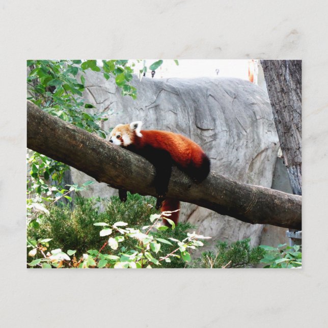 Postal adorable animal panda rojo perezoso (Anverso)