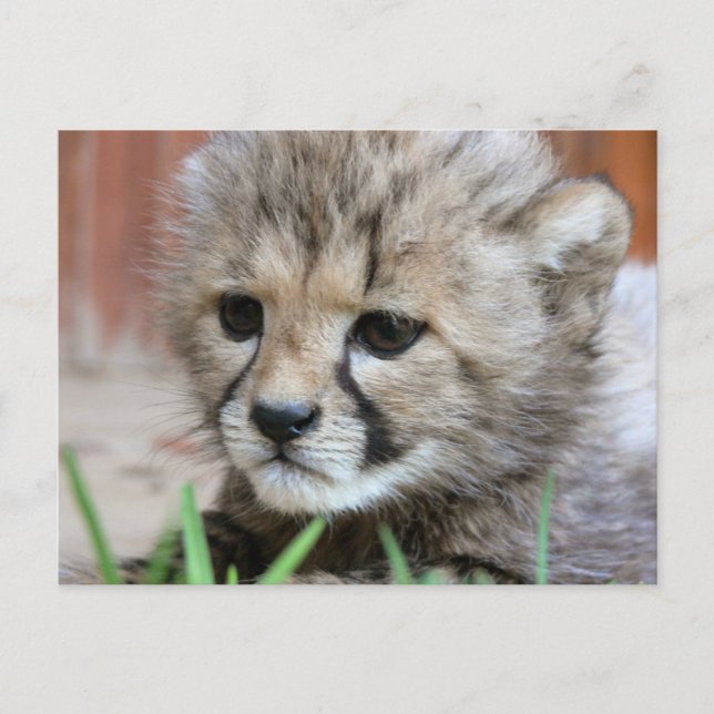 Postal Adorable Baby Cheetah (Anverso)