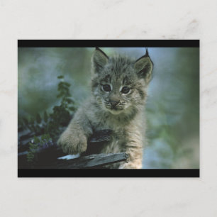 Postal Adorable Baby Lynx