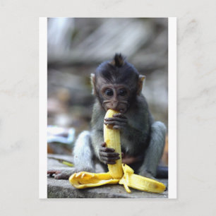 Postal Adorable bebé mono macaco comiendo banana