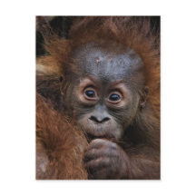 adorable bebé orang