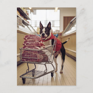 Postal Adorable Boston Terrier Comprando Carne