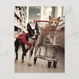 Postal Adorable Boston Terrier y compras de gatos de jeng