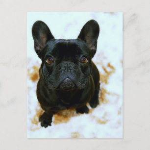 Postal ¡Adorable Cachorro de Bulldog francés!
