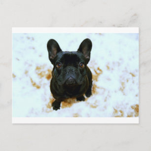 Postal ¡Adorable Cachorro de Bulldog francés!