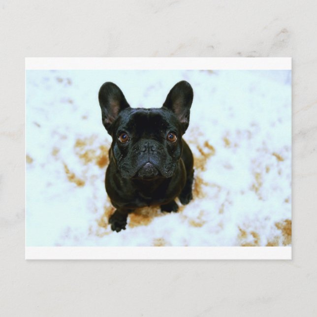 Postal ¡Adorable Cachorro de Bulldog francés! (Anverso)