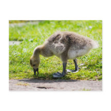 Adorable Canada Goose chismes