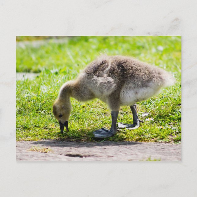 Postal Adorable Canada Goose chismes (Anverso)