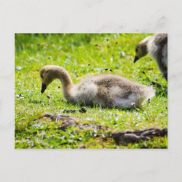 Postal Adorable Canada Goose chismes