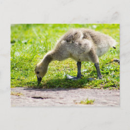 Postal Adorable Canada Goose chismes
