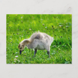 Postal Adorable Canada Goose chismes