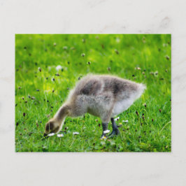 Postal Adorable Canada Goose chismes
