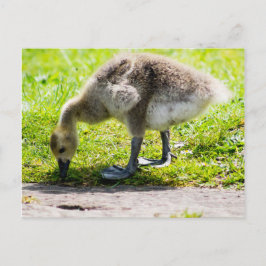 Postal Adorable Canada Goose chismes
