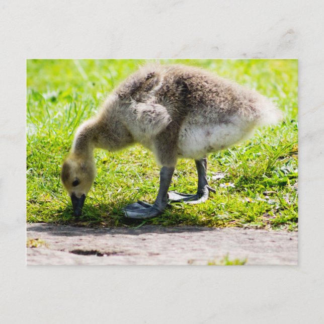 Postal Adorable Canada Goose chismes (Anverso)