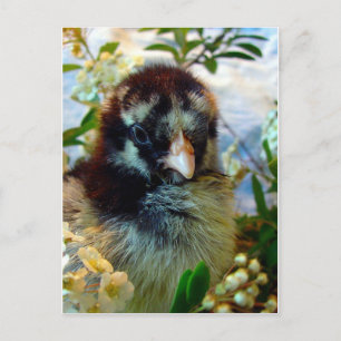 Postal Adorable Chick de Cochin con flores de plata y ado