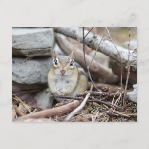 Postal Adorable Chipmunk Sonriendo