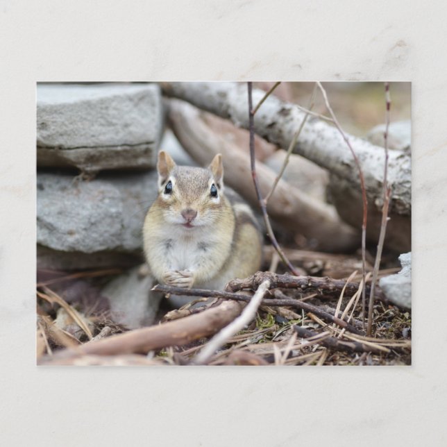 Postal Adorable Chipmunk Sonriendo (Anverso)