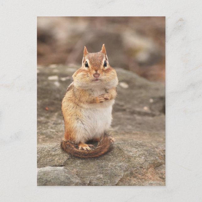 Postal Adorable de Chipmunk (Anverso)
