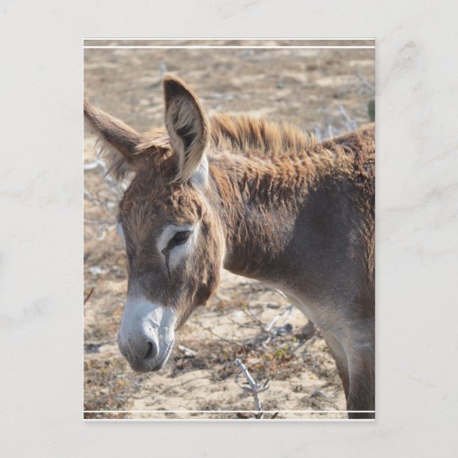 Postal Adorable Donkey (Anverso)