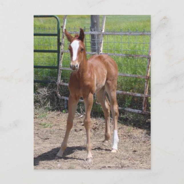 Postal Adorable Filly (Anverso)