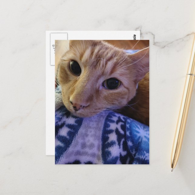 Postal Adorable Gatito Gingembre Dormilón (Anverso/Reverso In Situ)