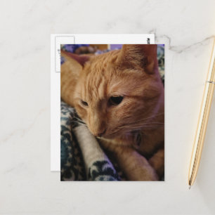 Postal Adorable Gatito Gingembre Dormilón