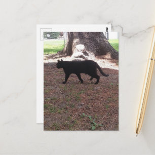 Postal adorable gatito negro callejero