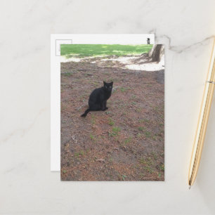 Postal adorable gatito negro callejero