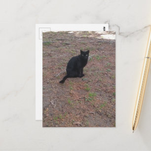 Postal adorable gatito negro callejero